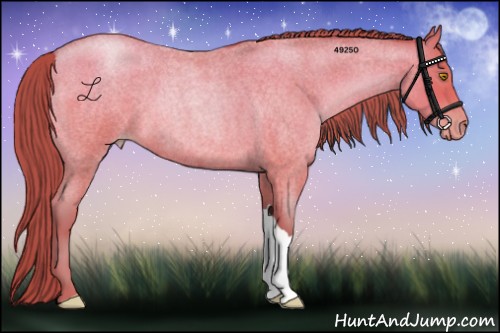 Horse Color:Bay Roan Pearl