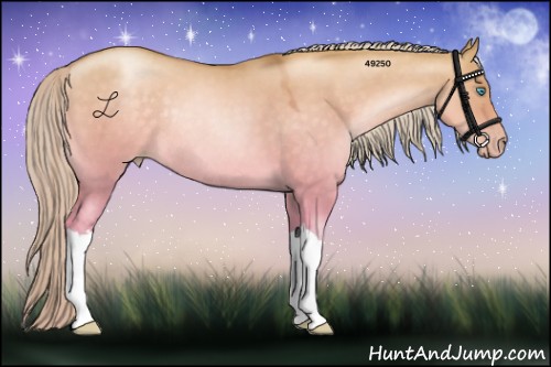 Horse Color:Chocolate Palomino Roan Pearl Dun Rabicano 