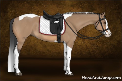 Horse Color:Bay Dun Splash Tobiano Rabicano 