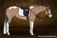 Horse Color:Bay Dun Splash Tobiano Rabicano 