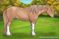 Horse Color:Gold Champagne Tobiano Appaloosa 