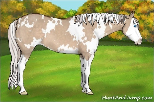 Horse Color:White Spotted Silver Brown Dun Splash 