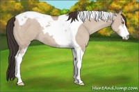 Horse Color:Classic Champagne Dun Sabino Tobiano