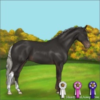 Horse Color:Liver Chestnut Mushroom Varnish 