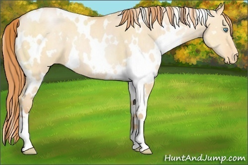 Horse Color:White Spotted Buckskin Pearl Dun Varnish 