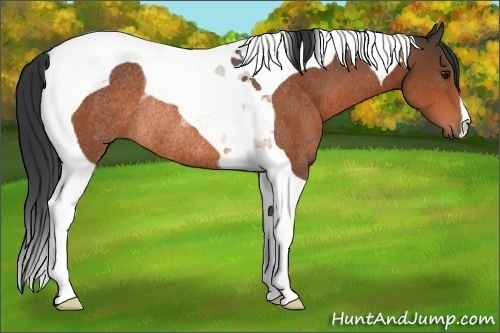 Horse Color:Bay Tobiano Rabicano