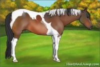 Horse Color:Bay Tobiano 