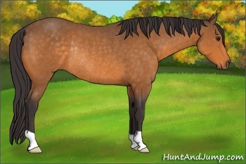 Horse Color:Buckskin Rabicano
