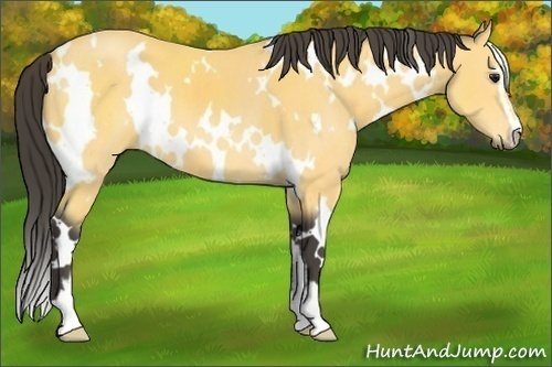 Horse Color:White Spotted Buckskin Sabino