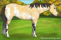 Horse Color:White Spotted Buckskin Sabino 