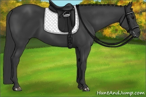Horse Color:Black 