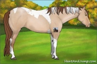 Horse Color:Brown Pearl Dun Tobiano