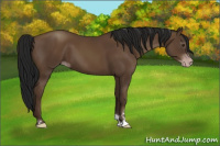 Horse Color:Gray Classic Champagne Sabino 