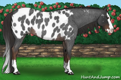 Horse Color:Liver Red Roan Splash Appaloosa 