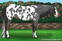 Horse Color:Liver Red Roan Splash Appaloosa 