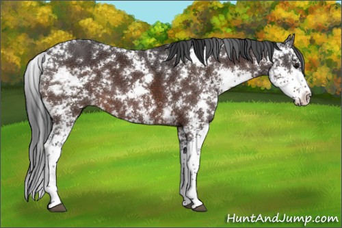 Horse Color:Brown Sabino