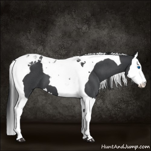 Horse Color:Blue Roan Splash Tobiano 