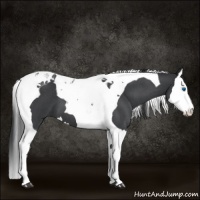 Horse Color:Blue Roan Splash Tobiano 