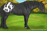 Horse Color:Black Appaloosa 