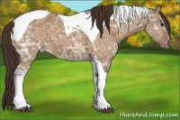 Horse Color:Buckskin Ice Dun Tobiano Varnish 