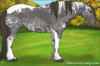 Horse Color:Smoky Black Ice Tobiano Appaloosa 