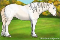 Horse Color:Perlino Dun Splash Tobiano Appaloosa