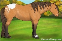 Horse Color:Buckskin Appaloosa Rabicano