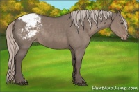 Horse Color:Silver Grullo Appaloosa Rabicano 