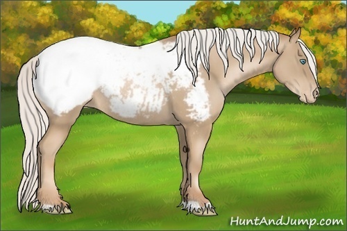 Horse Color:Silver Smoky Black Pearl Appaloosa Rabicano 
