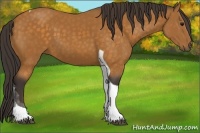 Horse Color:Buckskin Tobiano