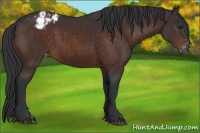 Horse Color:Brown Appaloosa