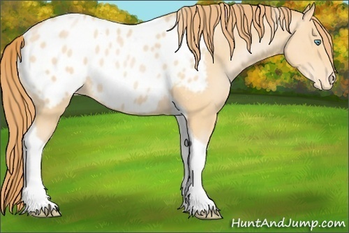 Horse Color:Buckskin Pearl Tobiano Appaloosa 