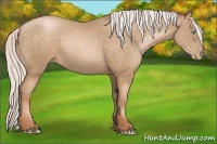 Horse Color:Silver Buckskin Pearl Rabicano