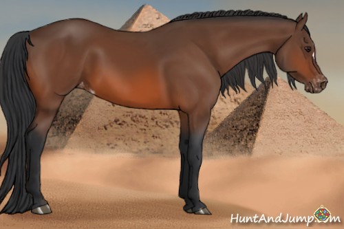 Horse Color:Brown Appaloosa