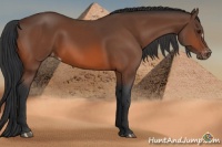 Horse Color:Brown Appaloosa 
