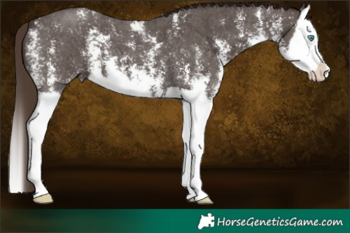 Horse Color:Liver Chestnut Sabino Splash 