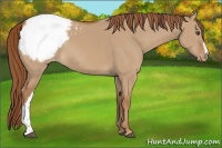 Horse Color:Red Dun Appaloosa 