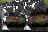 Horse Color:White Spotted Black
