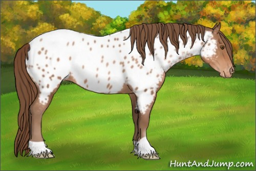 Horse Color:Brown Pearl Near Leopard