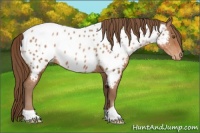 Horse Color:Brown Pearl Near Leopard