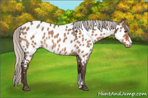 Horse Color:Silver Brown Dun Appaloosa 