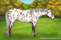 Horse Color:Silver Brown Dun Near Leopard 