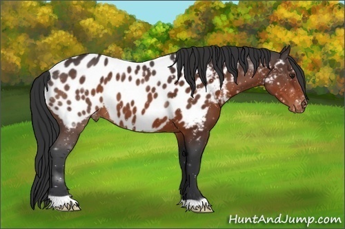 Horse Color:Brown Appaloosa 