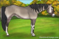 Horse Color:Grullo Onyx 