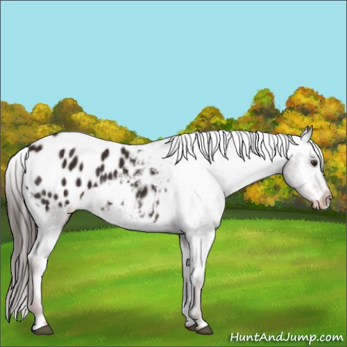 Horse Color:Liver Chestnut Appaloosa 