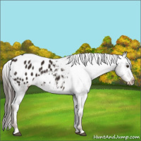 Horse Color:Liver Chestnut Appaloosa 