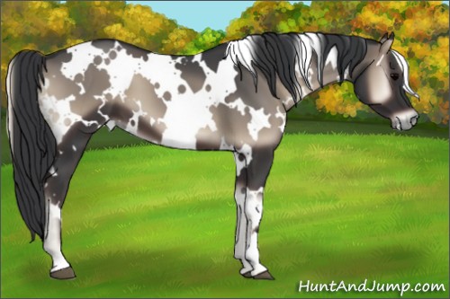 Horse Color:White Spotted Blue Onyx 