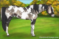 Horse Color:White Spotted Blue Onyx 