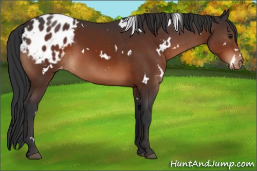 Horse Color:White Spotted Brown Varnish 