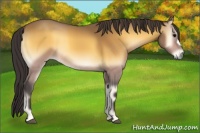 Horse Color:Buckskin Onyx 
